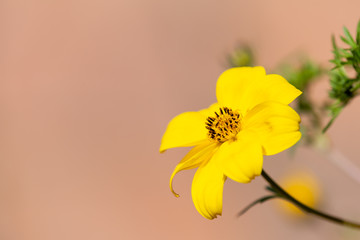 Soft yellow flower with lots of copy space