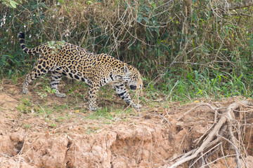 Jaguar from Pantanal, Brazil