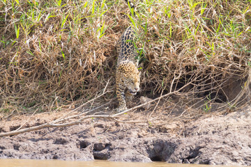Jaguar from Pantanal, Brazil