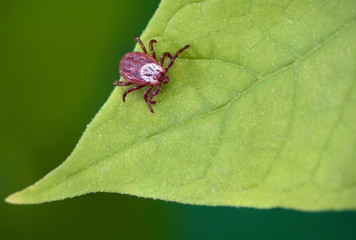 Parasite mite sitting on a green leaf. Danger of tick bite.