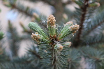 Spring transformation of spruce