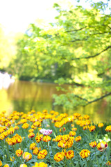 Obraz premium Flowerbed with yellow tulips and a lake. Park with flowers Keukenhof in the spring. Holland. Postcard Gift