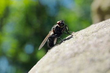 Fly