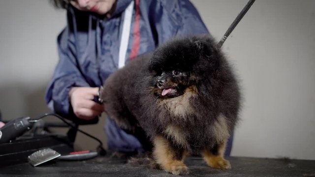 woman groomer is trimming hair of black small fluffy dog by scissors in professional grooming salon, dog is fixing