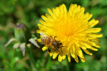 Beautiful blooming yellow dandelion flower with bee collecting pollen on green grass background in garden landscape during spring season with copy space for text on blurred grass.