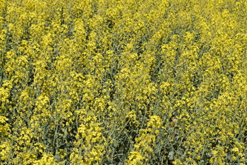 Rapeseed field. Background of rape blossoms. Flowering rape on the field