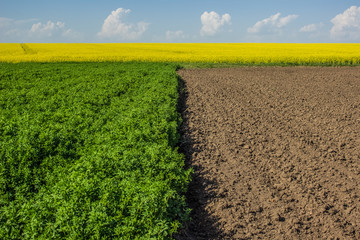 yellow and brown half of field
