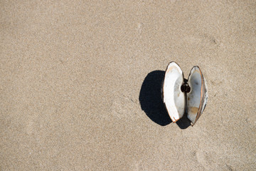 Fototapeta na wymiar Open Mussel shell at beach