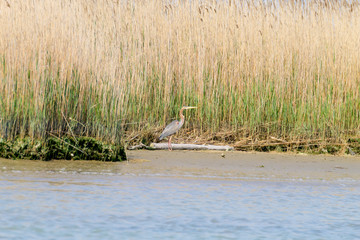 Purple heron close up.Po river lagoon