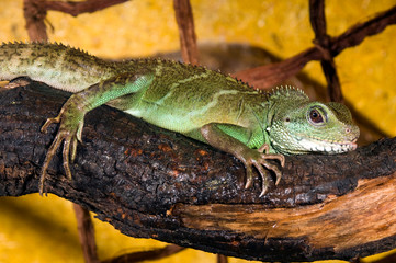Grüne Wasseragame im Terrarium