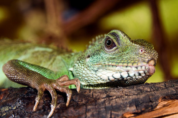 Grüne Wasseragame im Terrarium