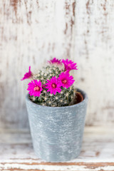 Fototapeta na wymiar Tiny Blooming Cactus in the Pot