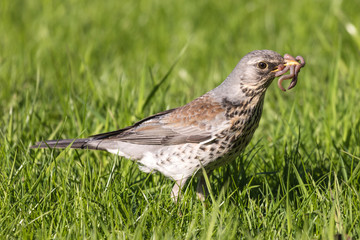 The fieldfare or Turdus pilaris on the grass in a sunny day