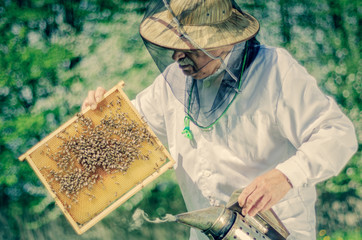 Pszczelarz podczas wiosennej inspekcji w pasiece
 - obrazy, fototapety, plakaty