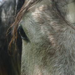 gros plan sur un oeil de cheval gris, regard triste