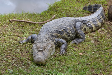 jacaré