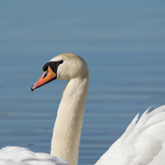 Obraz premium Höckerschwan