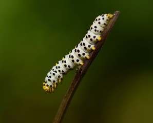 caterpillar walking on a branch to be a butterfly 