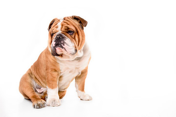 Portrait of English bulldog isolated on white background with blank space