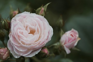 an old rose stays a beautiful rose