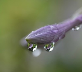 let tears fall, let go in beauty 