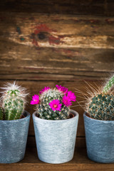 Tiny Cacti in the Pots on Dark Wooden Background