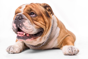 Obraz premium Close up portrait of English bulldog on white background