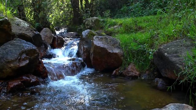 Small stream inside a forest in the sierra