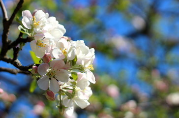 Branch with white and pink blooming apple flowers on bokeh background under bright sunlight. Delicate spring floral background with copy space
