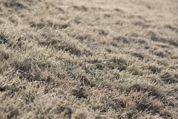 green and brown grass blades covered in dew and ice on a sunny winter morning