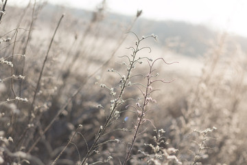 green and brown grass blades covered in dew and ice on a sunny winter morning