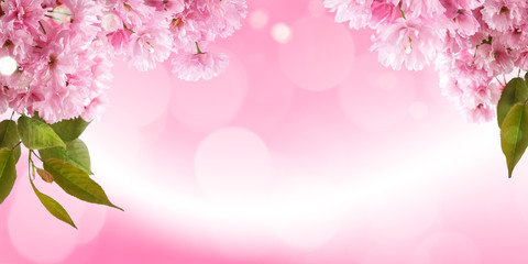 fresh bright spring background design with cherry blossom flowers and leaves © Kanea