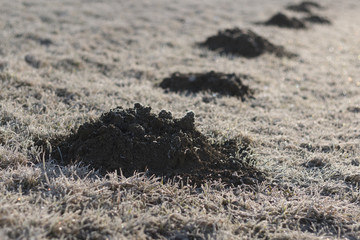 molehill in green and brown meadow covered in dew and ice on a sunny winter morning