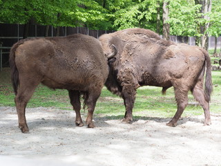 Focus on two strong european bisons stand on sandy ground in enclosure at city of Pszczyna in Poland © Jakub Korczyk
