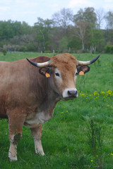 vaches de race Aubrac, dans leur pr&eacute; en auvergne, portraits