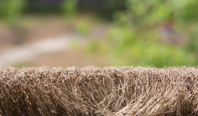 old brown brush against the background of a green park