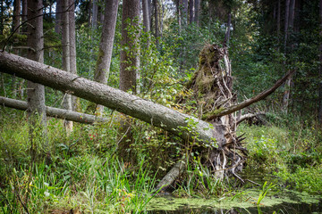 Fallen tree after huricane on forest swamp. 