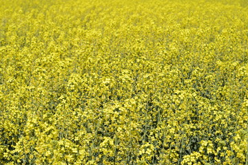 Rapeseed field. Background of rape blossoms. Flowering rape on the field