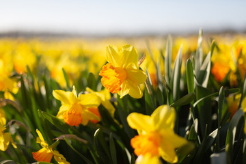 Fototapeta premium Yellow with an orange cup daffodils in the field. South Holland, Netherlands