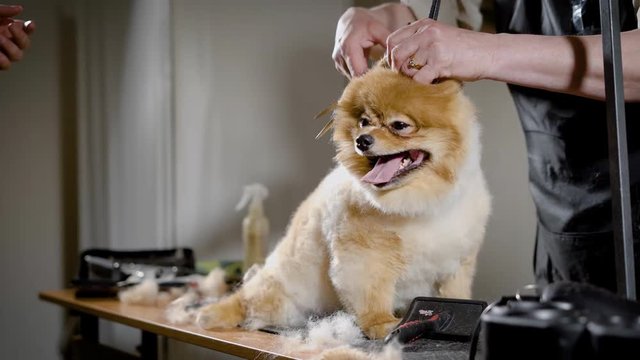 two groomer is caring about hair of small cute dog in grooming salon, trimming by scissors and brushing, puppy is sitting on a table