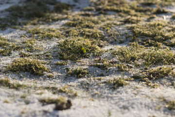 meadow with green grass blades covered in snow on a sunny winter morning