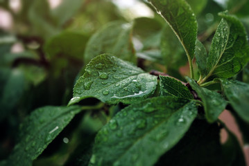 Green leaf with drops of water after rain. Environmental preservation and planet care. Earth Day. The background of nature