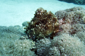 Fototapeta na wymiar Gemeiner Krake (Octopus vulgaris)