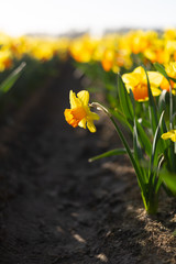 Obraz premium Close-up view of yellow with an orange cup daffodils in a flower field row. Vertical photo