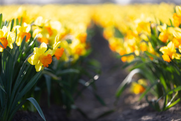 Obraz premium Amazing yellow daffodils flower field in the evening light
