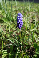 ムスカリの花（紫色の花）