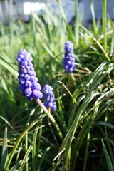 ムスカリの花（紫色の花）