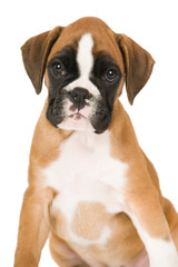 Sitzender Boxerwelpe isoliert auf weißem Grund