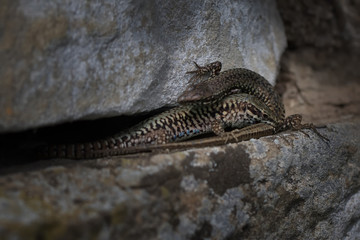 Mauereidechse
