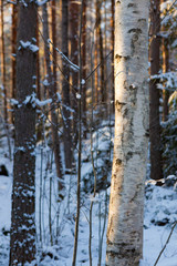 Fototapeta premium Tree trunks at winter forest in sunset light